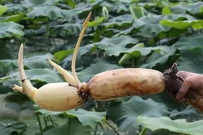 華逸府聯(lián)手湖北洪湖藕、江永芋頭，為您帶來健康原生態(tài)食材